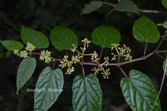 Cissus discolor